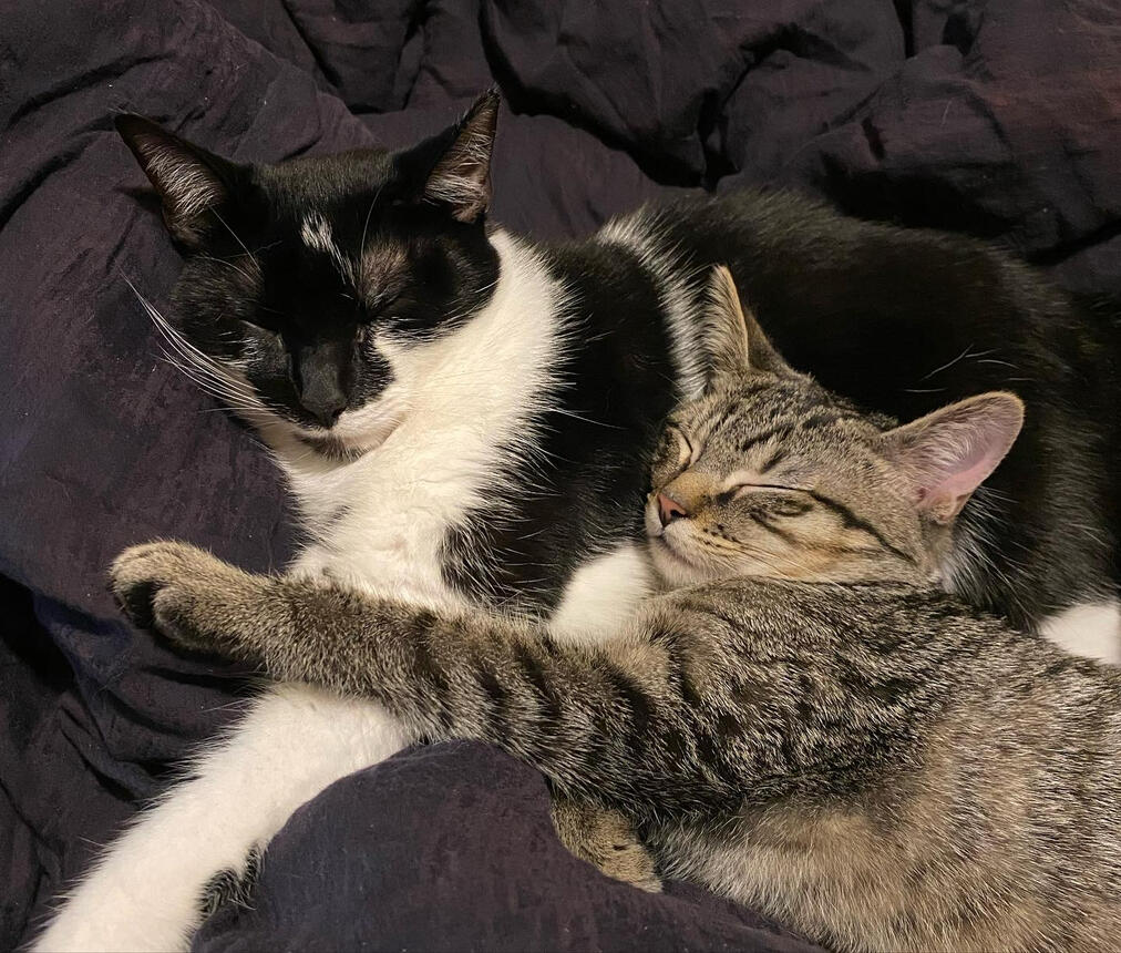 Saira and Felix (my cats!)